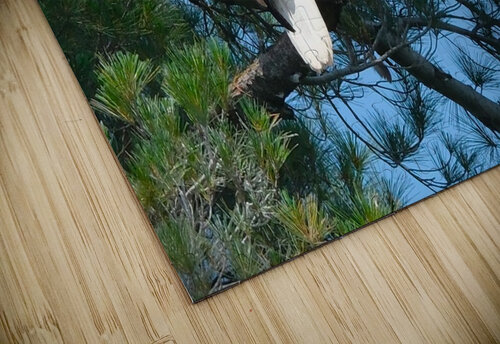 Bird Photography  Arnie Naiman puzzle
