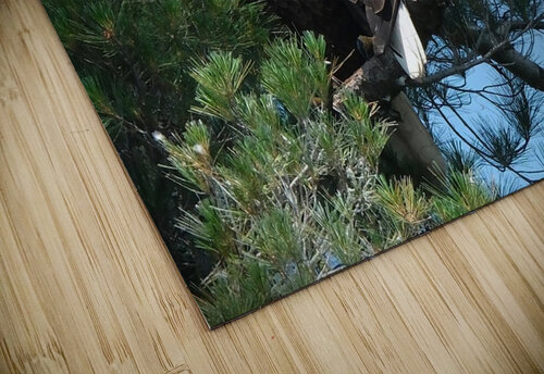 Bird Photography  Arnie Naiman puzzle