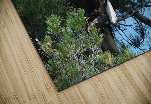 Bird Photography  Arnie Naiman puzzle