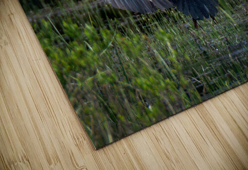 Bird Photography  Arnie Naiman puzzle