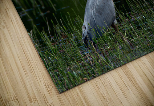 Bird Photography  Arnie Naiman puzzle
