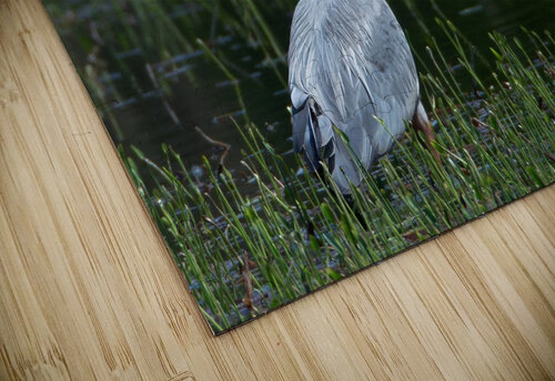 Bird Photography  Arnie Naiman puzzle