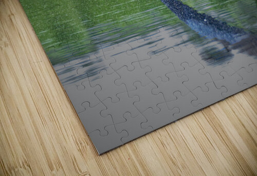 Bird Photography  Arnie Naiman puzzle