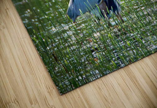 Bird Photography  Arnie Naiman puzzle