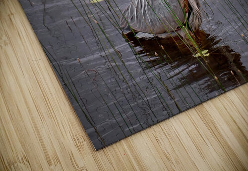 Bird Photography  Arnie Naiman puzzle