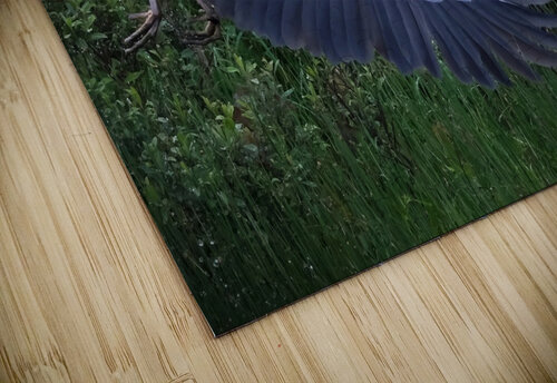 Bird Photography  Arnie Naiman puzzle