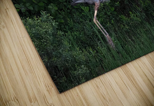 Bird Photography  Arnie Naiman puzzle