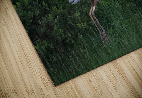 Bird Photography  Arnie Naiman puzzle