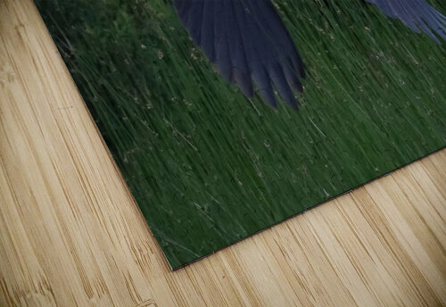 Bird Photography    Arnie Naiman puzzle