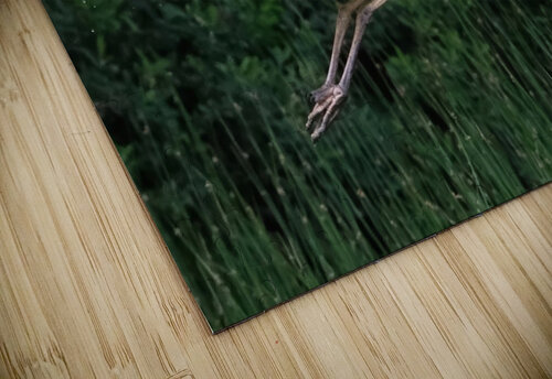 Bird Photography    Arnie Naiman puzzle