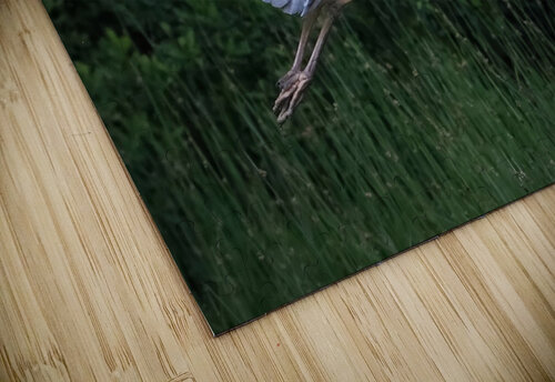 Bird Photography    Arnie Naiman puzzle