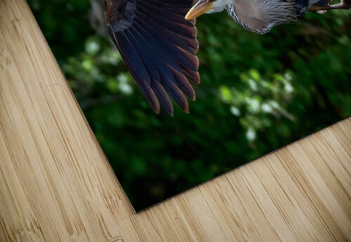 Bird Photography    Arnie Naiman puzzle