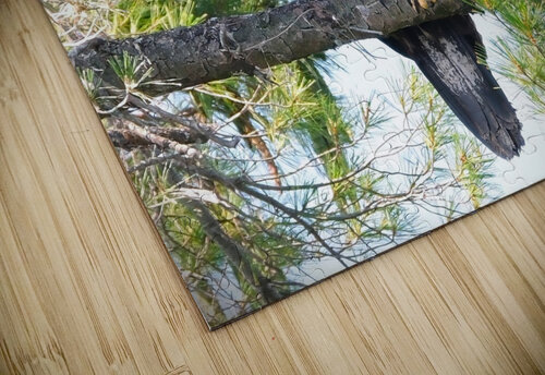 Bird Photography    Arnie Naiman puzzle