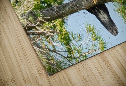 Bird Photography    Arnie Naiman puzzle