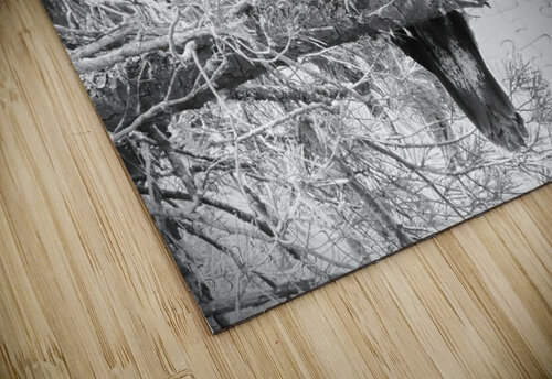 Bird Photography    Arnie Naiman puzzle