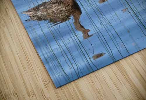 Bird Photography    Arnie Naiman puzzle