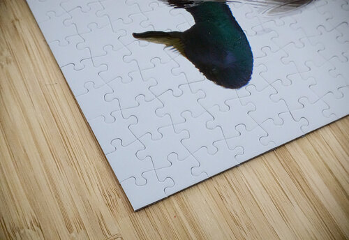 Bird Photography    Arnie Naiman puzzle