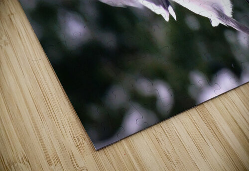 Bird Photography    Arnie Naiman puzzle