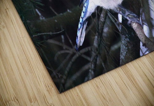 Bird Photography    Arnie Naiman puzzle