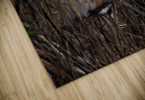 Bird Photography    Arnie Naiman puzzle