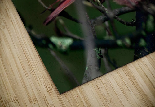 Bird Photography    Arnie Naiman puzzle