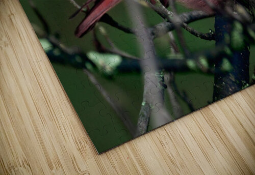 Bird Photography    Arnie Naiman puzzle