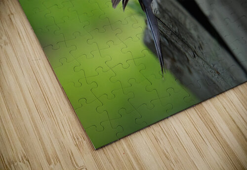 Bird Photography    Arnie Naiman puzzle