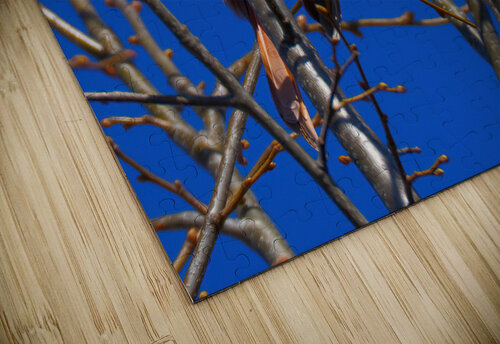 Bird Photography    Arnie Naiman puzzle