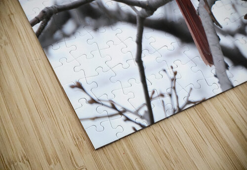 Bird Photography    Arnie Naiman puzzle