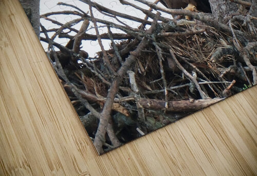 Bird Photography    Arnie Naiman puzzle