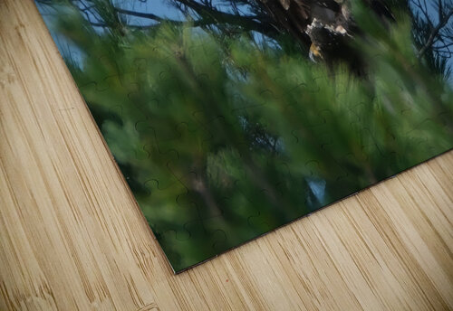 Bird Photography    Arnie Naiman puzzle