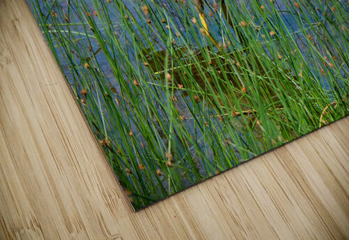 Bird Photography    Arnie Naiman puzzle