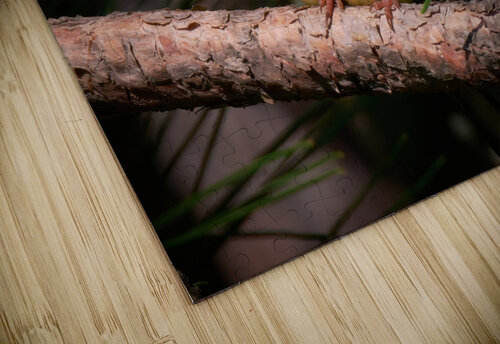 Bird Photography    Arnie Naiman puzzle