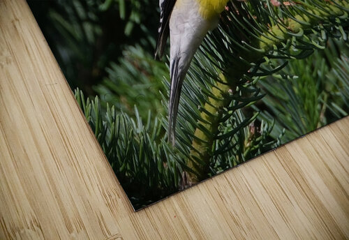 Bird Photography    Arnie Naiman puzzle