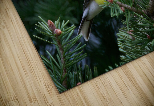 Bird Photography    Arnie Naiman puzzle