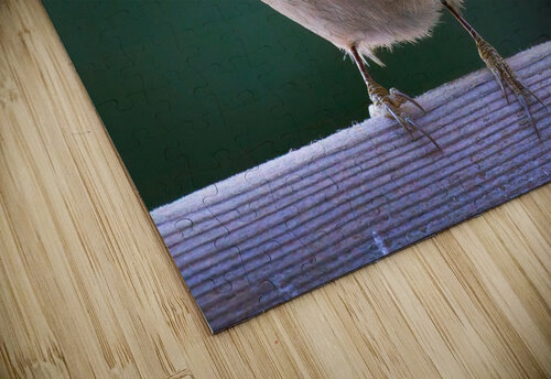 Bird Photography    Arnie Naiman puzzle