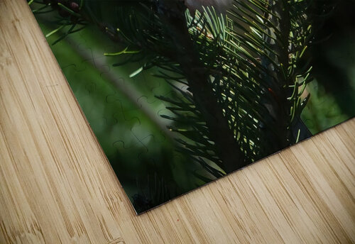 Bird Photography    Arnie Naiman puzzle