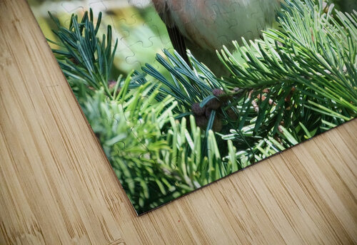 Bird Photography    Arnie Naiman puzzle