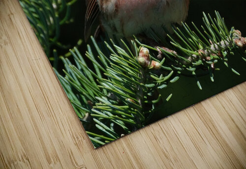 Bird Photography    Arnie Naiman puzzle