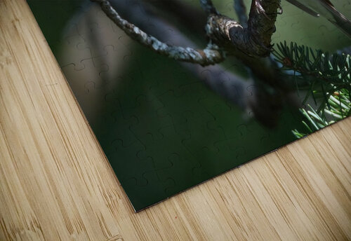 Bird Photography    Arnie Naiman puzzle