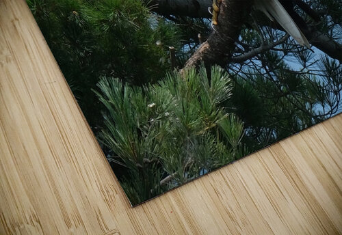Bird Photography    Arnie Naiman puzzle