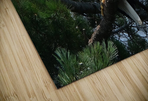 Bird Photography    Arnie Naiman puzzle