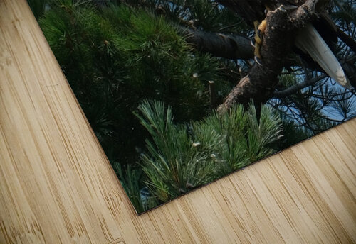 Bird Photography    Arnie Naiman puzzle