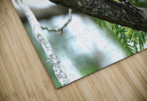 Bird Photography    Arnie Naiman puzzle
