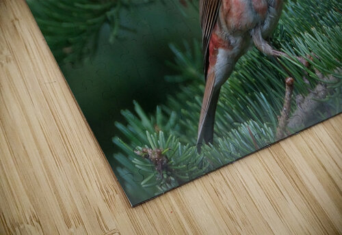 Bird Photography    Arnie Naiman puzzle