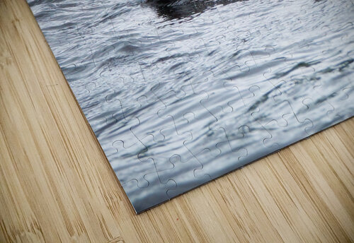 Bird Photography    Arnie Naiman puzzle
