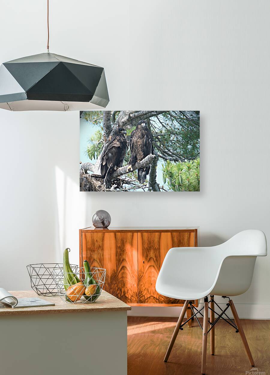 Bird Photography  Reproduction
