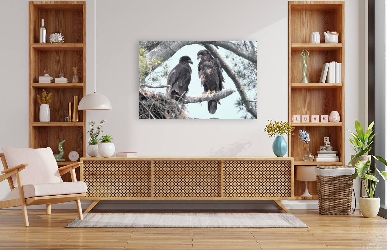 Bird Photography  Reproduction