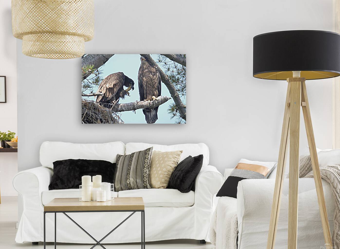 Bird Photography  Reproduction