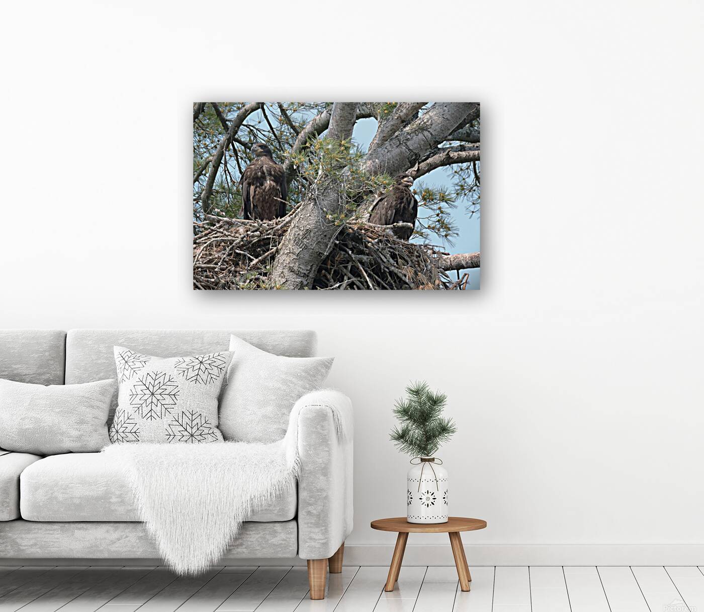 Bird Photography  Reproduction